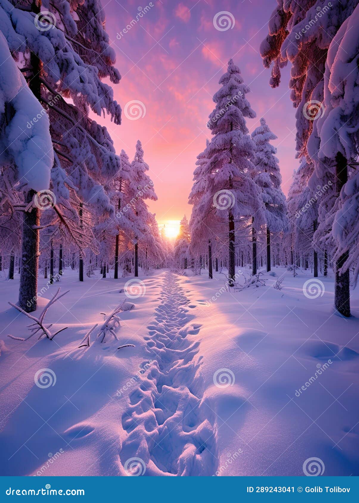 A Snow Covered Path Leading into a Forest at Sunset Stock Image - Image ...