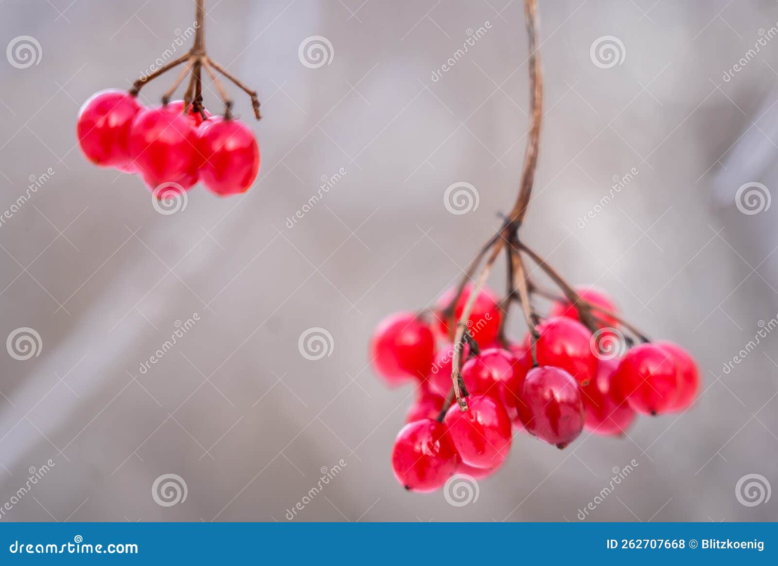 Snow covered viburnum stock photo. Image of christmas 262707668