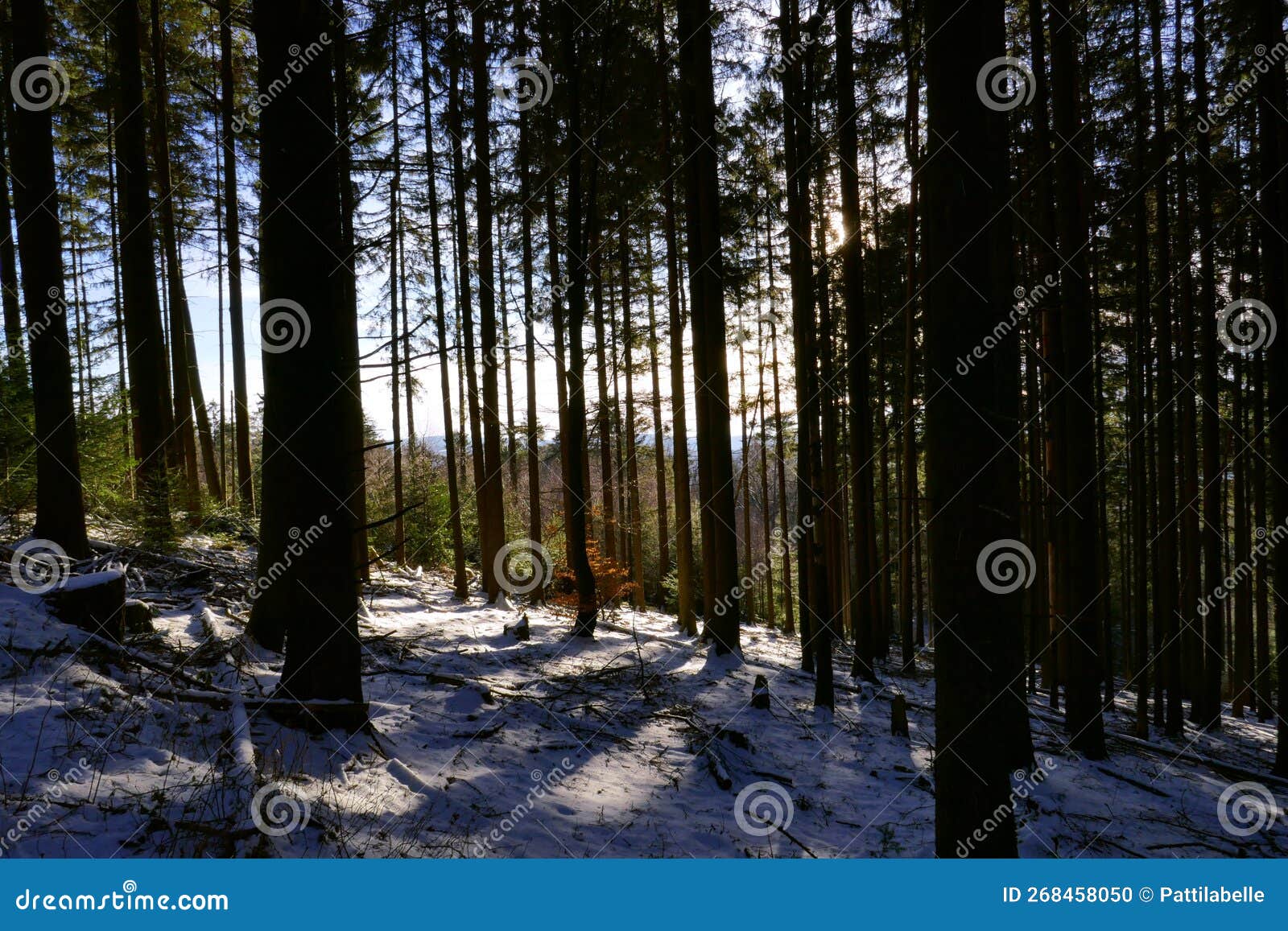Forest Landscape with Snowy Paths in the Winter Stock Photo Image of
