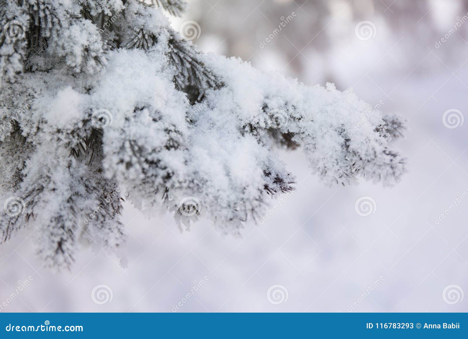 Snow cowered fir branches Cold winter forest background Frost