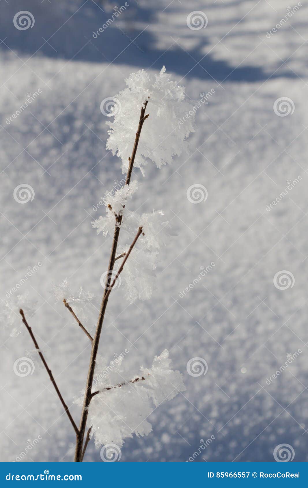 Snow Crystals on Tree Branches Stock Image - Image of macro, cold: 85966557