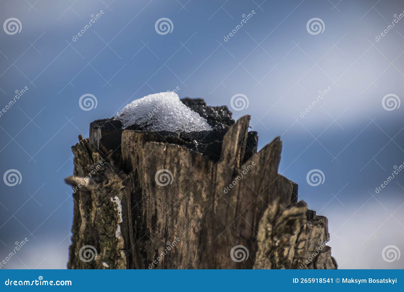 Snow on a cut tree stock image. Image of snow, environment 265918541