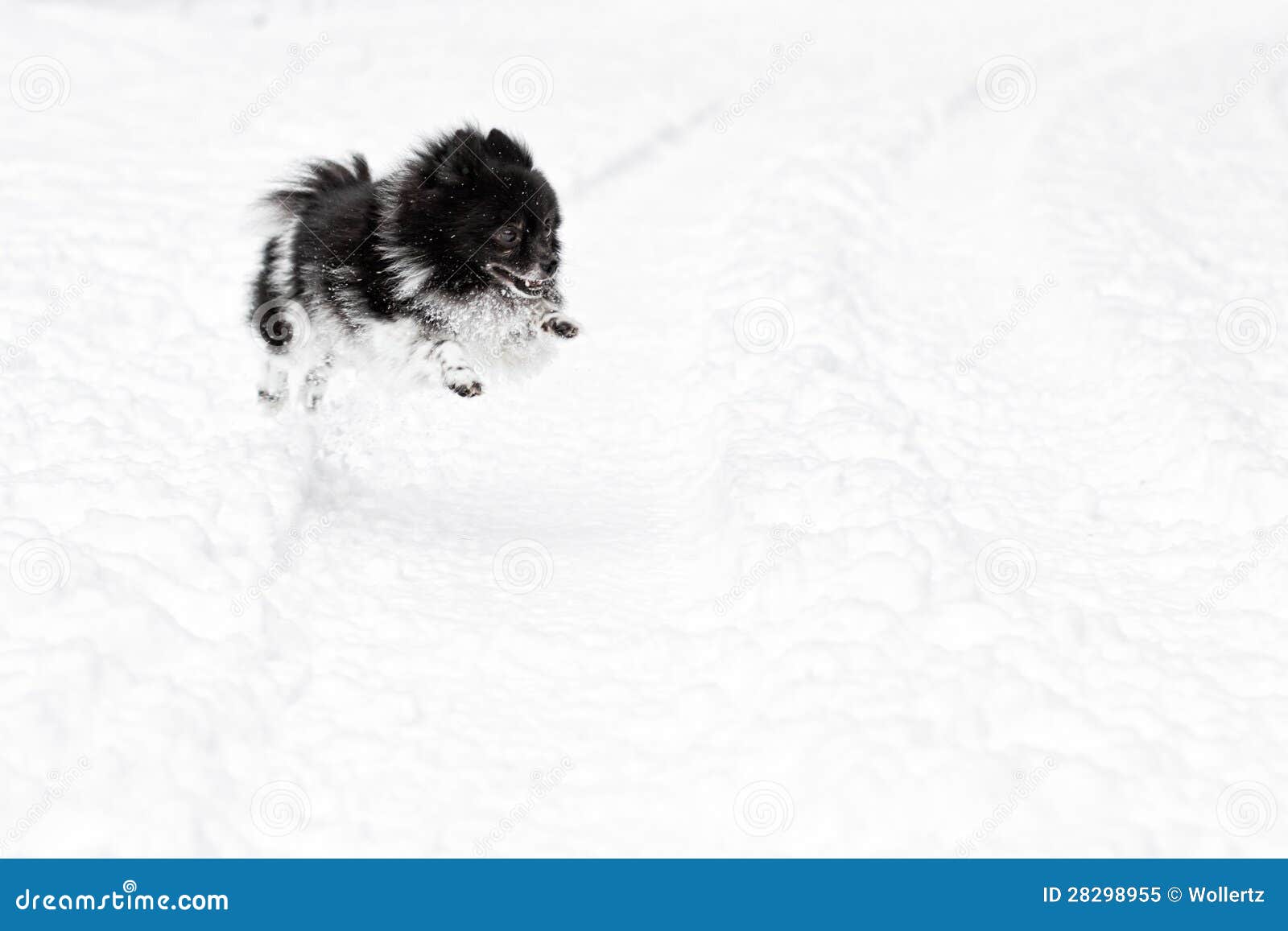Snow dog stock image. Image of detail, outdoors, cold 28298955