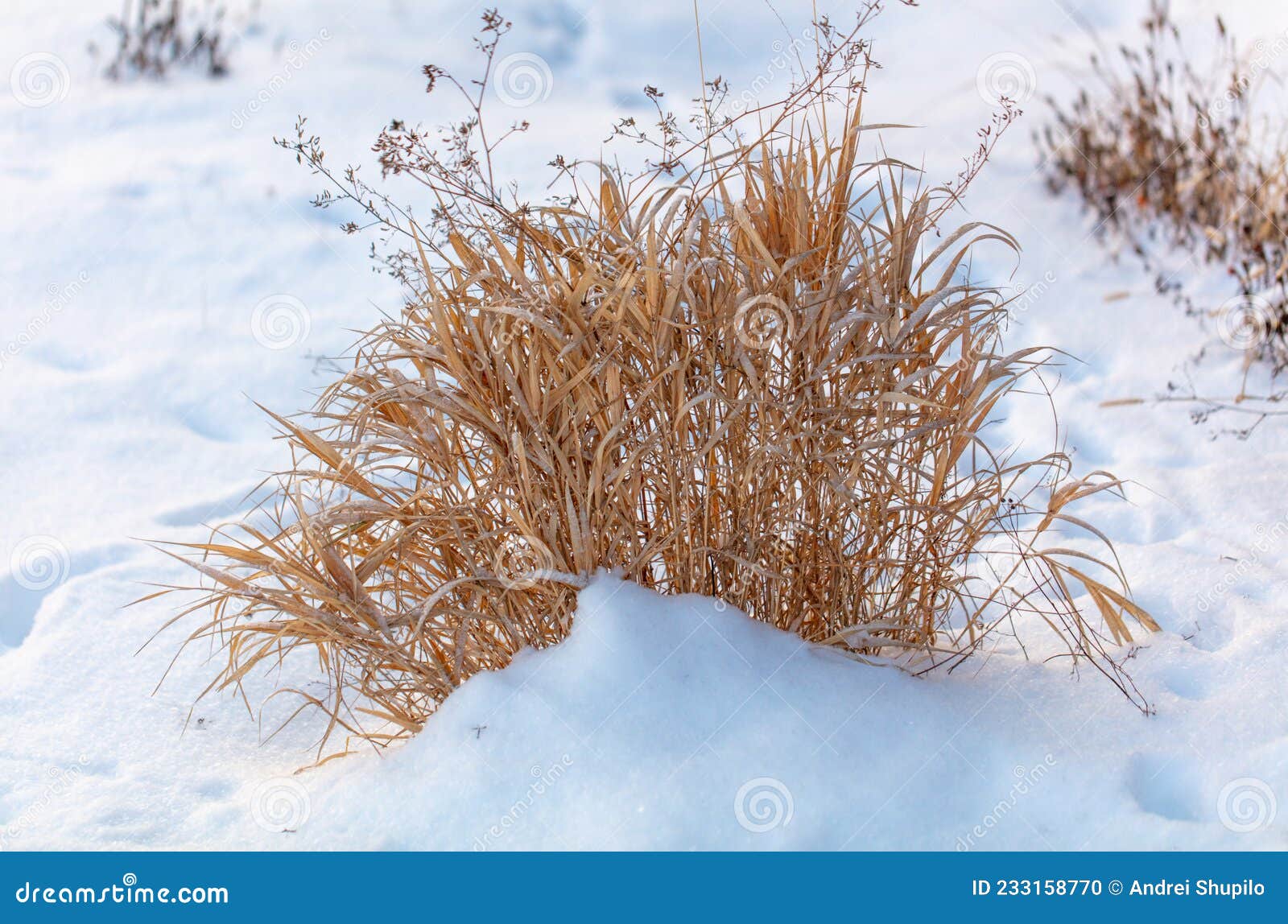 Snow on Dry Grass in Winter. Stock Photo Image of snow, natural