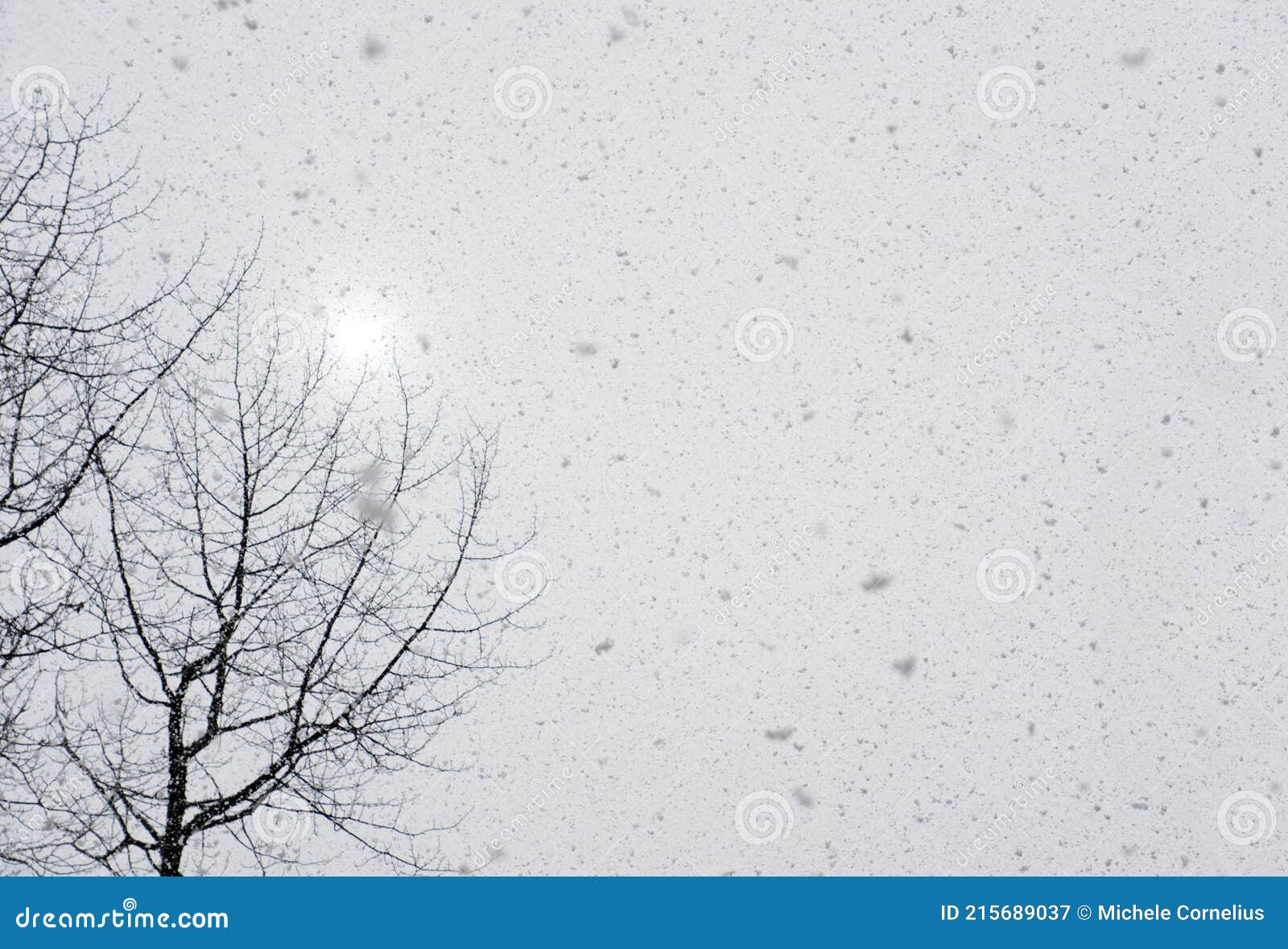 Snow Falling with Cottonwood Trees Stock Image Image of cold, falling