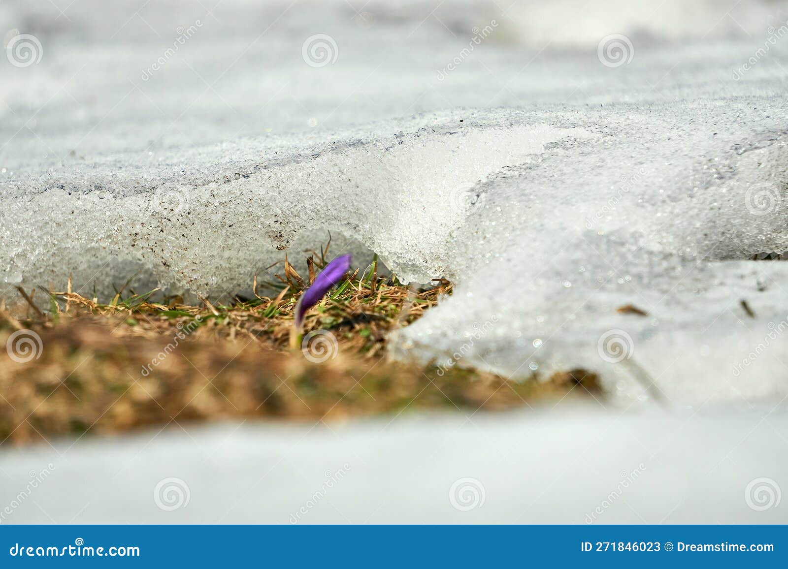The Melting of the Snow on the Fields in Early Spring Stock Image