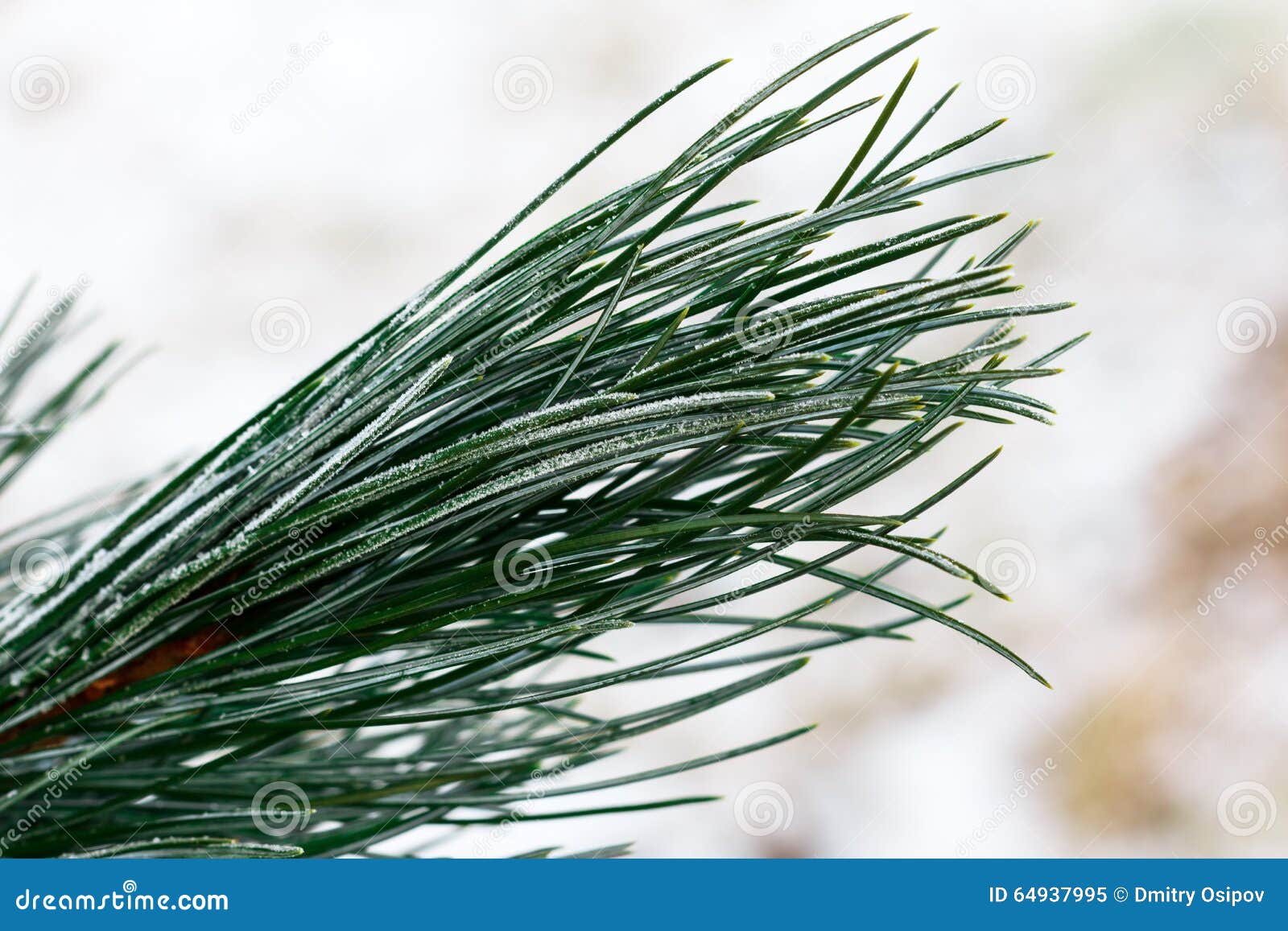 Snow Fir Tree Branches Under Snowfall. Winter Detail Stock Image
