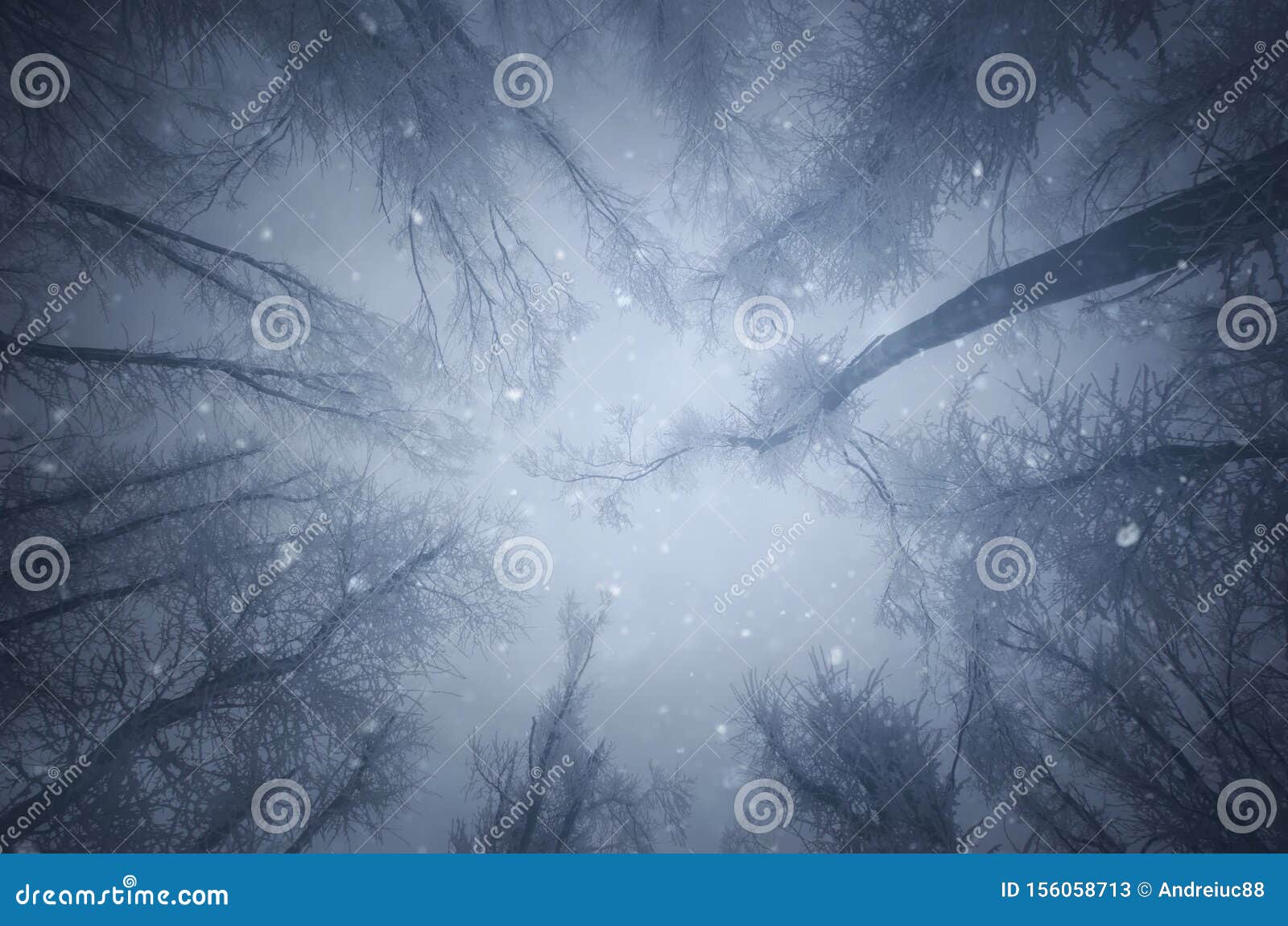 snow flakes falling in enchanted winter forest