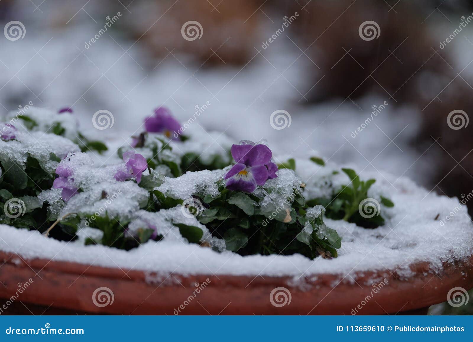 Snow, Flower, Winter, Freezing Picture. Image 113659610