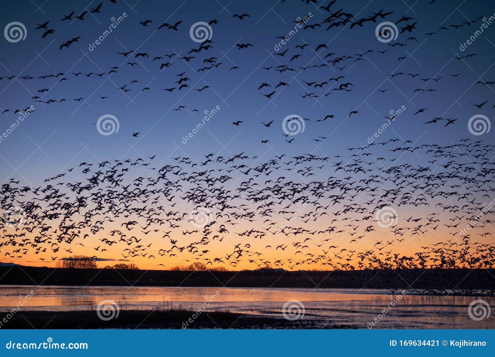 snow geese blast off at sunrise