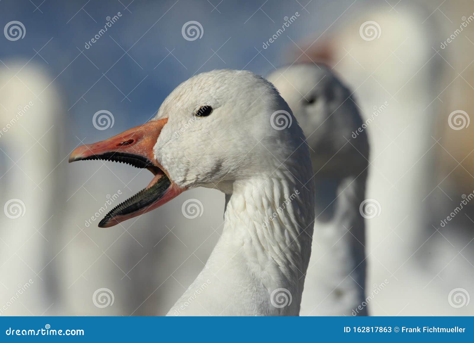 snow geese bosque del apache, new mexico, usa