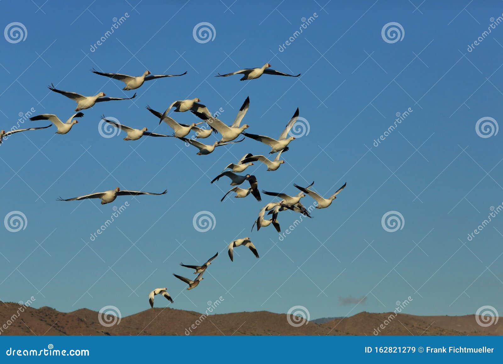 snow geese bosque del apache, new mexico, usa