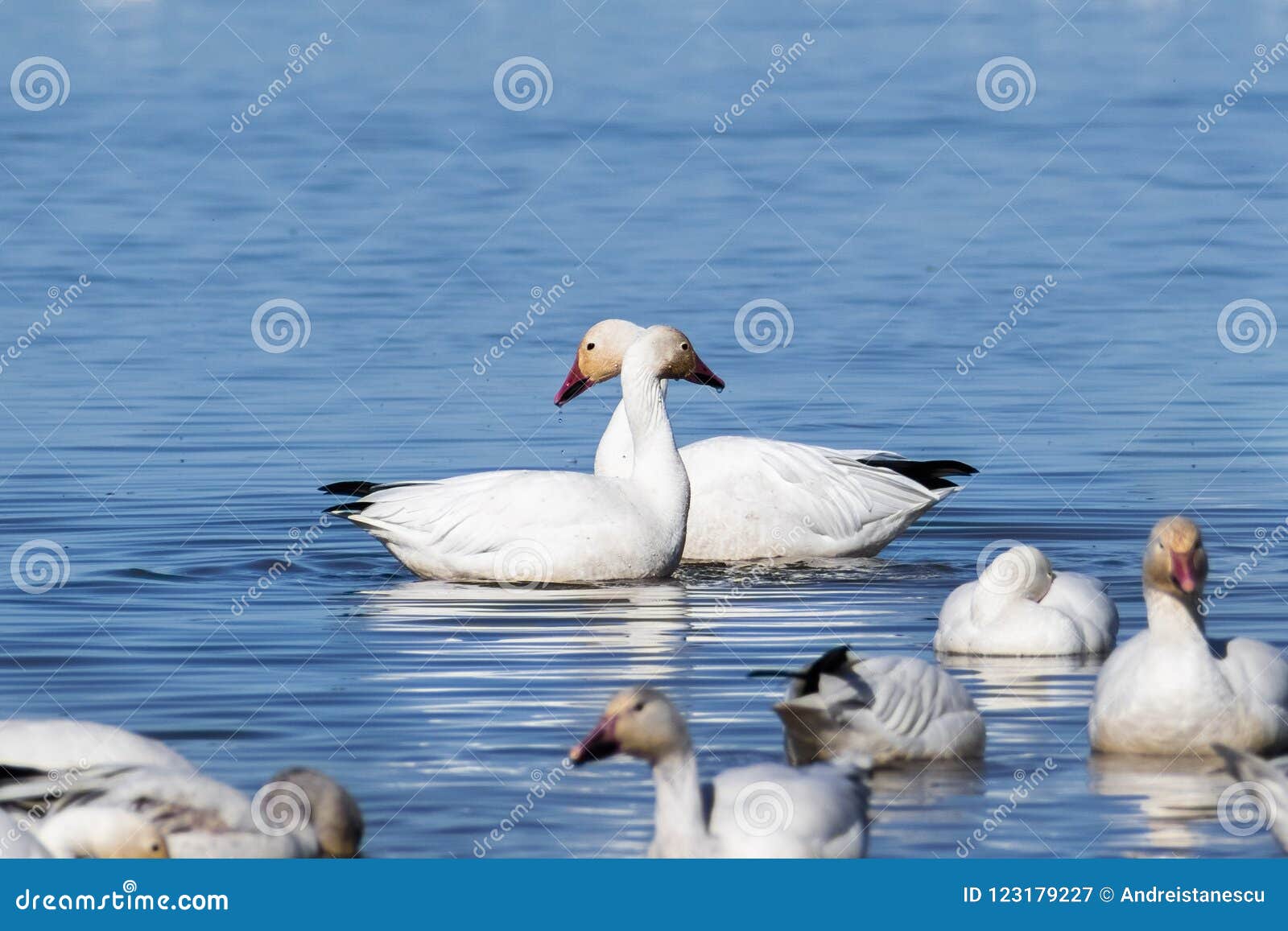 snow geese chen caerulescens swimming on a pond