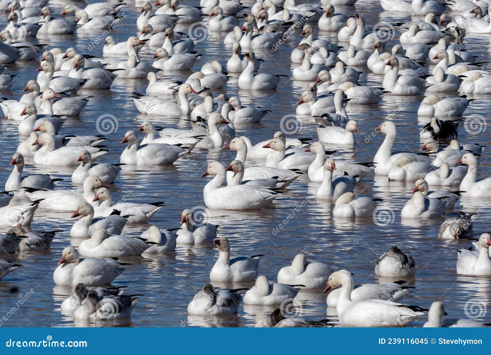 snow geese crowding lake at bosque del apache