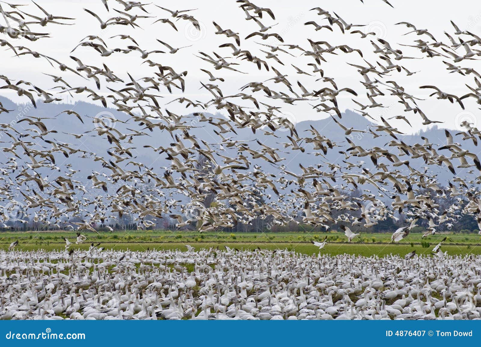 snow geese flock migrating