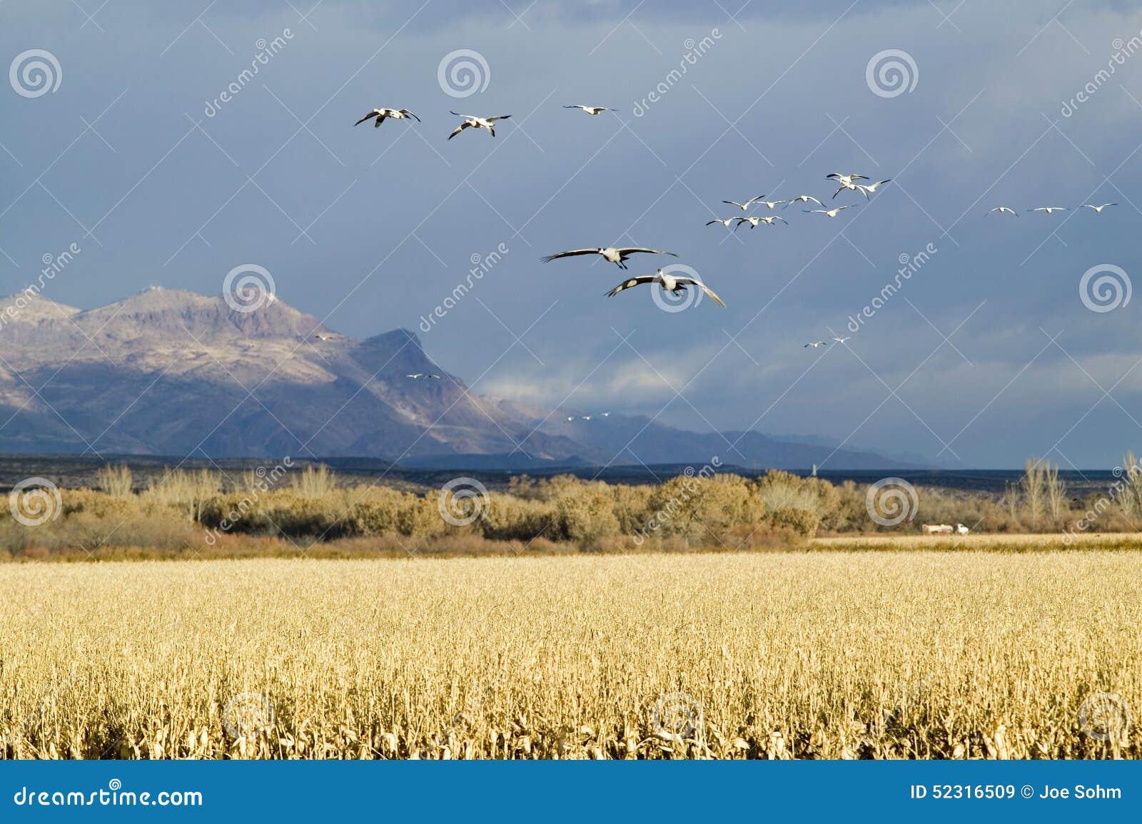 snow geese fly over corn field at the bosque del apache national wildlife refuge, near san antonio and socorro, new mexico