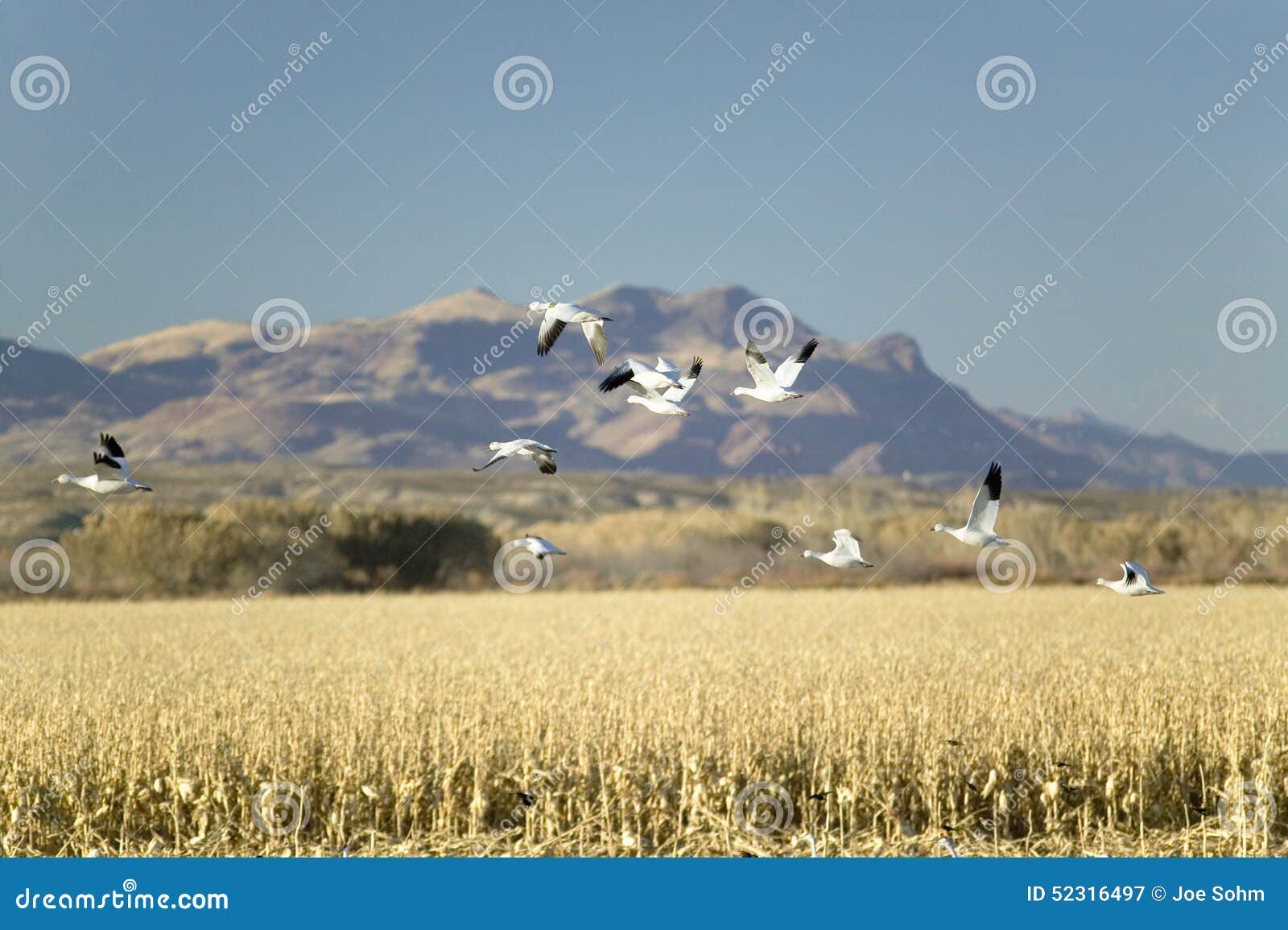 snow geese fly over cornfield over the bosque del apache national wildlife refuge at sunrise, near san antonio and socorro, new me