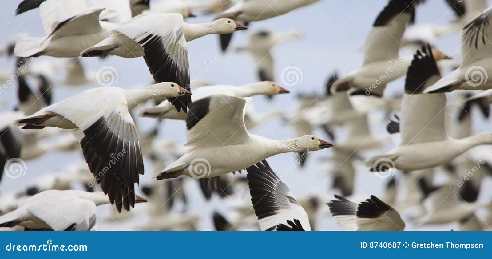 snow geese flying