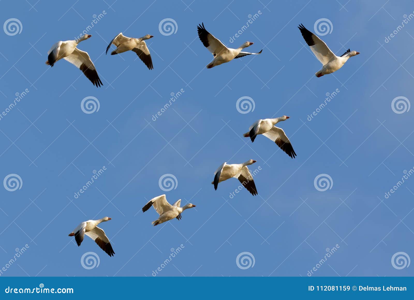 snow geese flying in formation