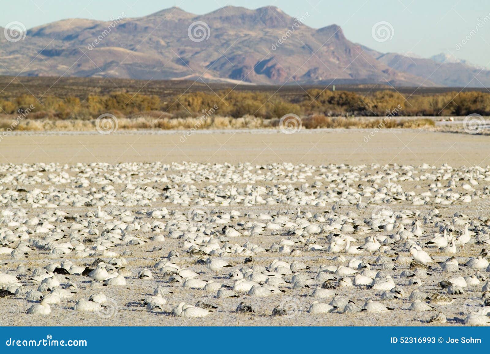 snow geese on frozen field at the bosque del apache national wildlife refuge, near san antonio and socorro, new mexico