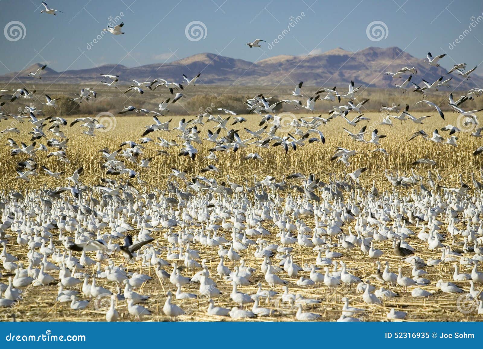 snow geese take off from cornfield over the bosque del apache national wildlife refuge at sunrise, near san antonio and socorro