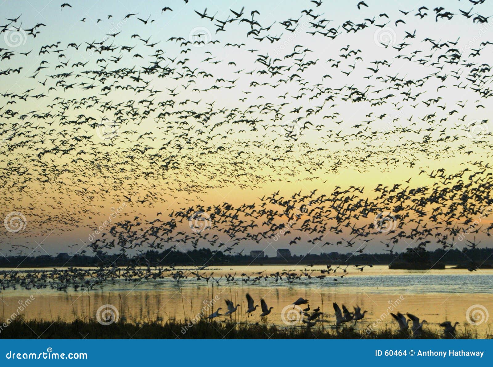 snow geese on the wing