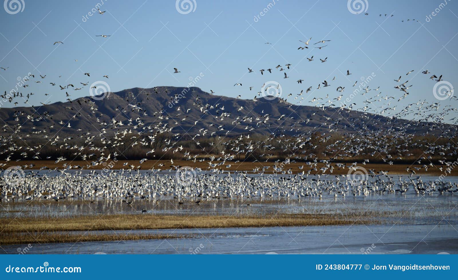 snow geese winter in the southwest