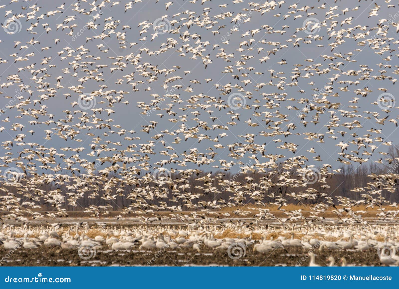 snow geeses taking off for it migration