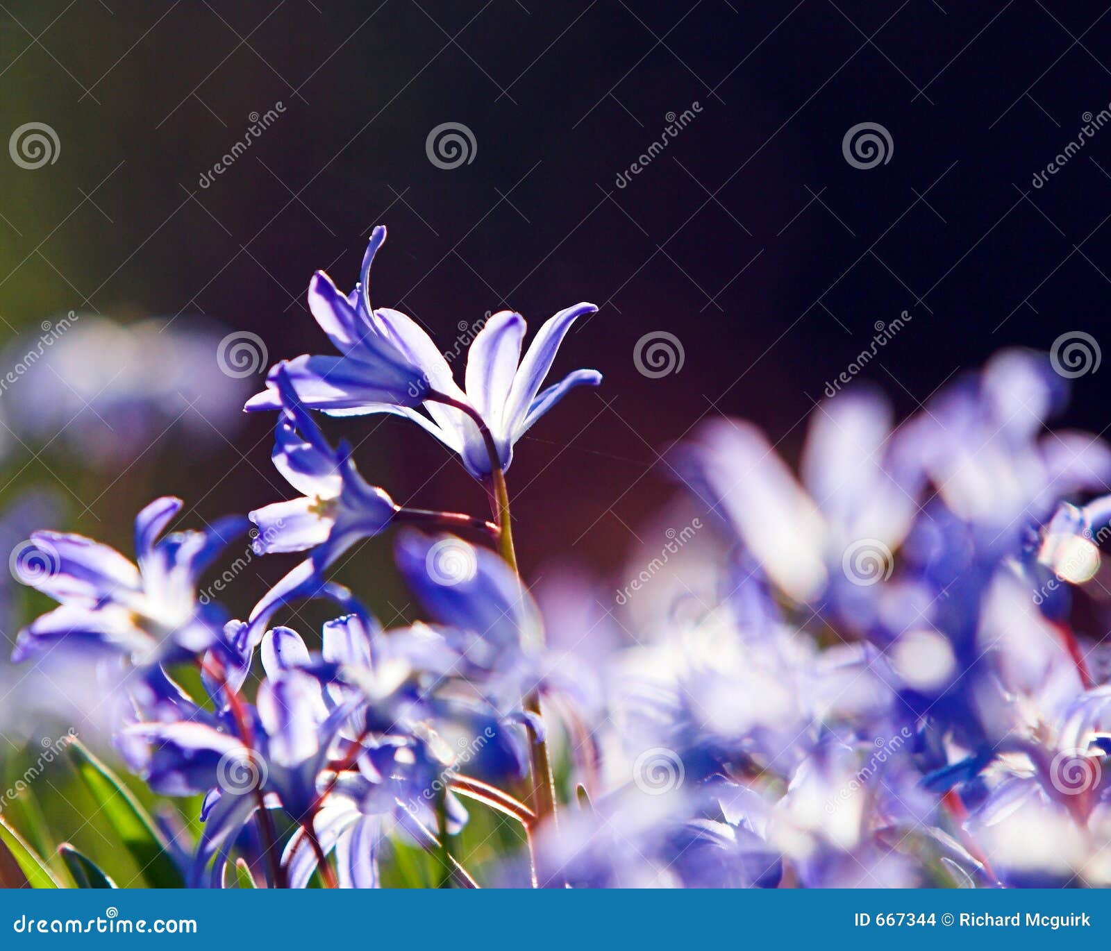 Snow Glories stock photo. Image of violet, purple, blossom 667344
