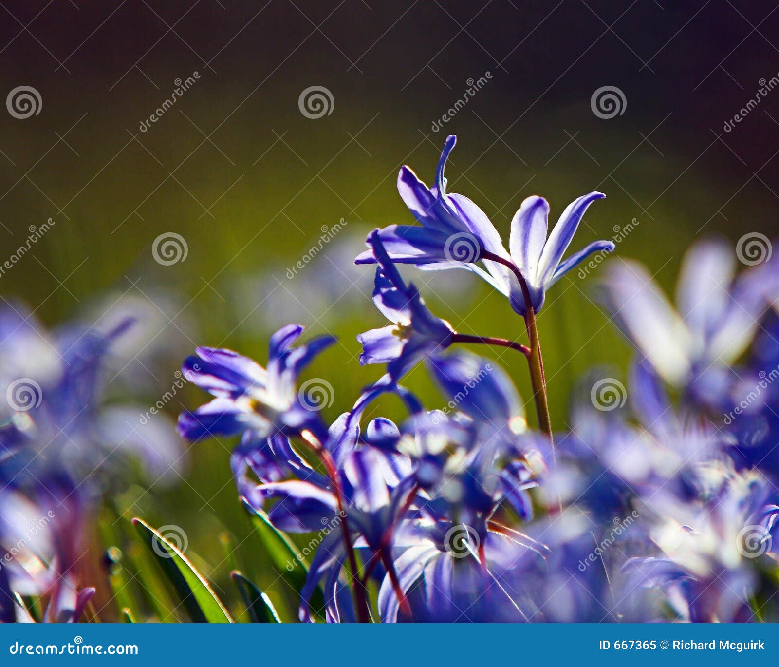 Snow Glories stock image. Image of snow, spring, stem, backlit 667365