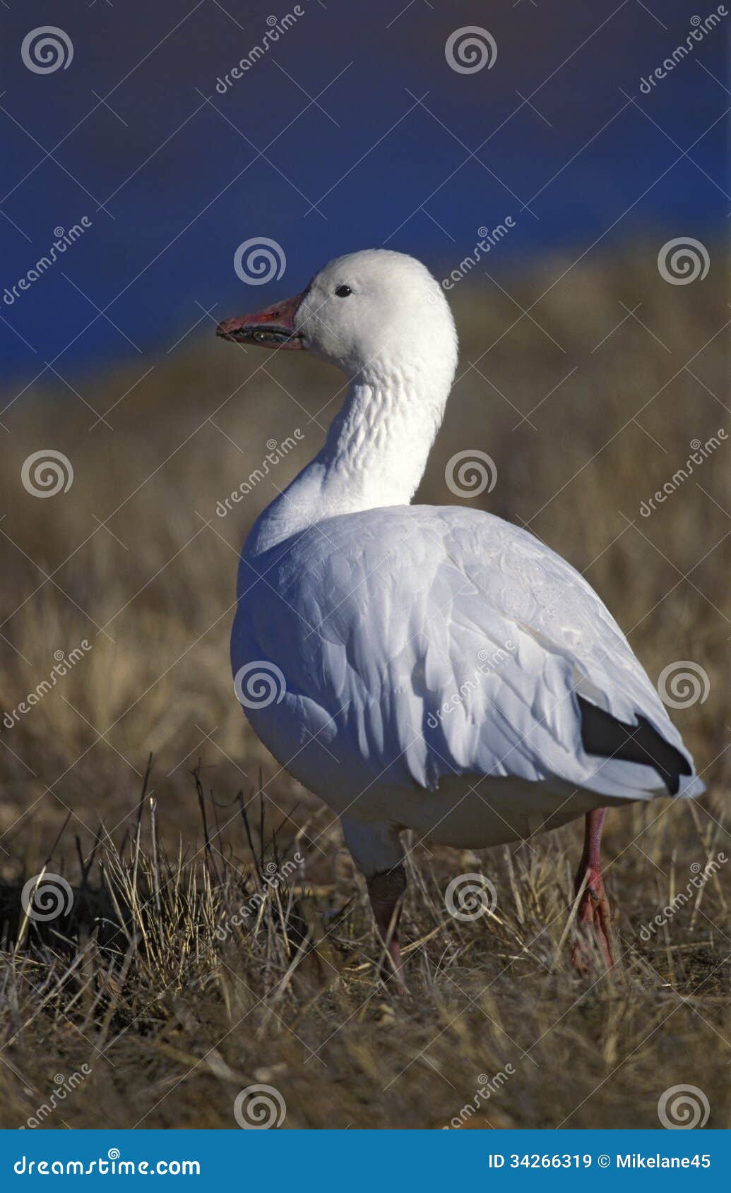 snow goose, anser caerulescens