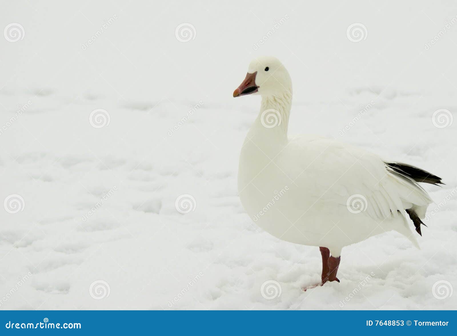 a snow goose (chen caerulescens)