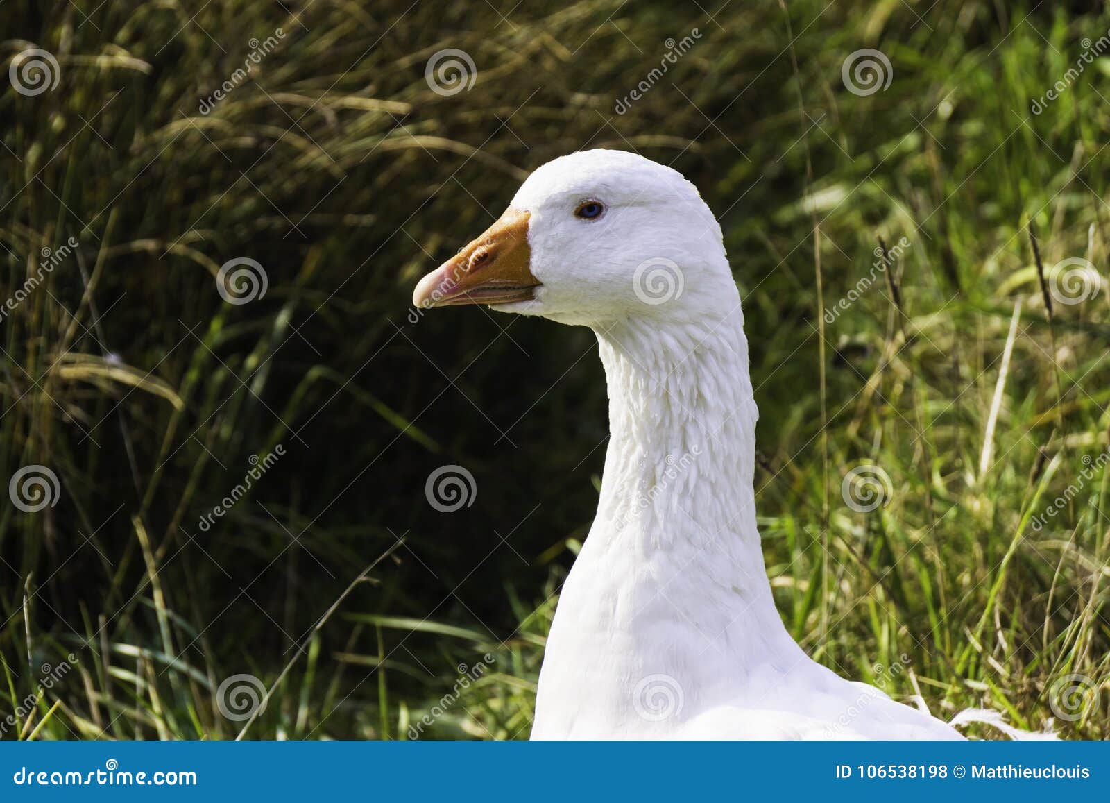 snow goose - chen caerulescens