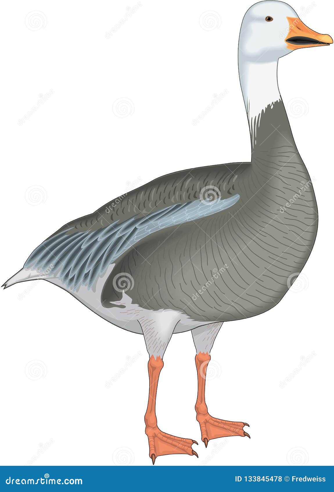 Download Snow Goose Illustration stock vector. Illustration of wild ...