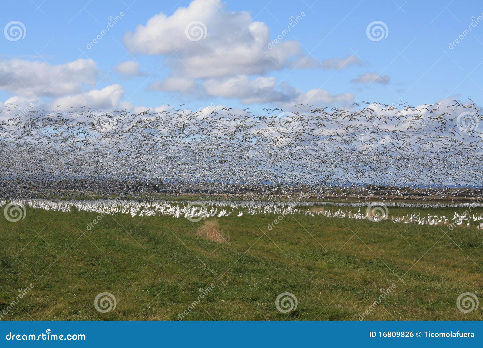 snow goose migration in quebec, canada