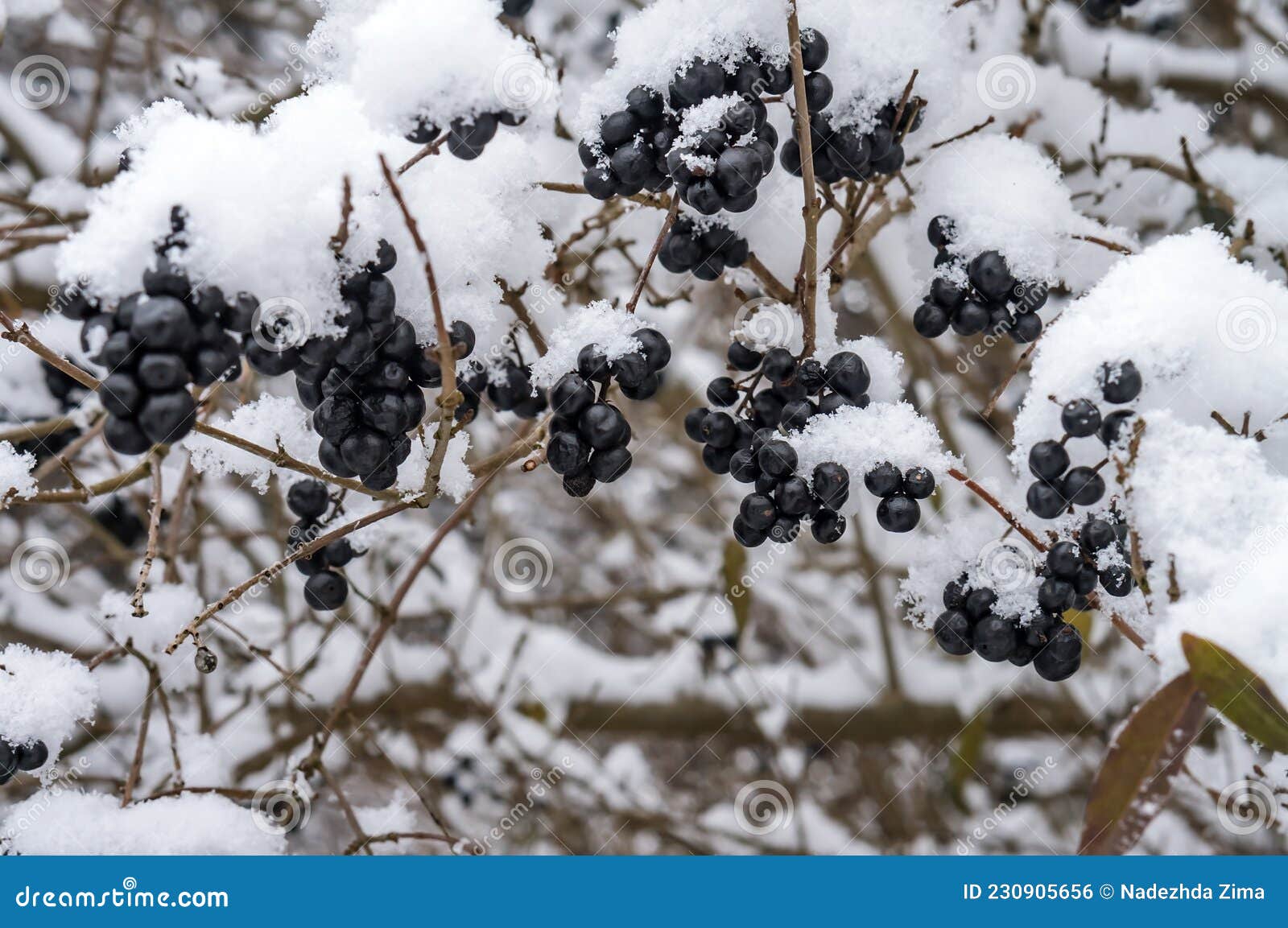 Snow and Ice in the Woods. Melted Snow on the Grass. Frozen Plants
