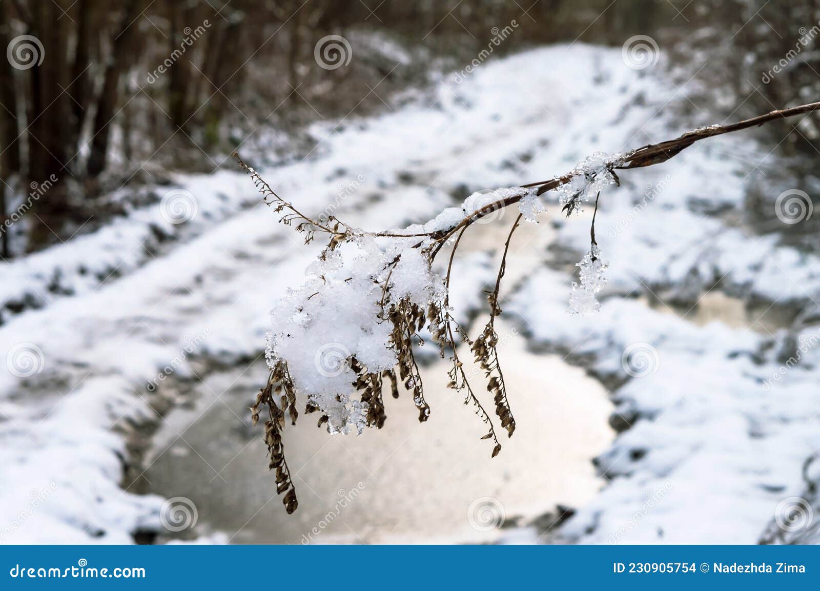Snow and Ice in the Woods. Melted Snow on the Grass. Frozen Plants
