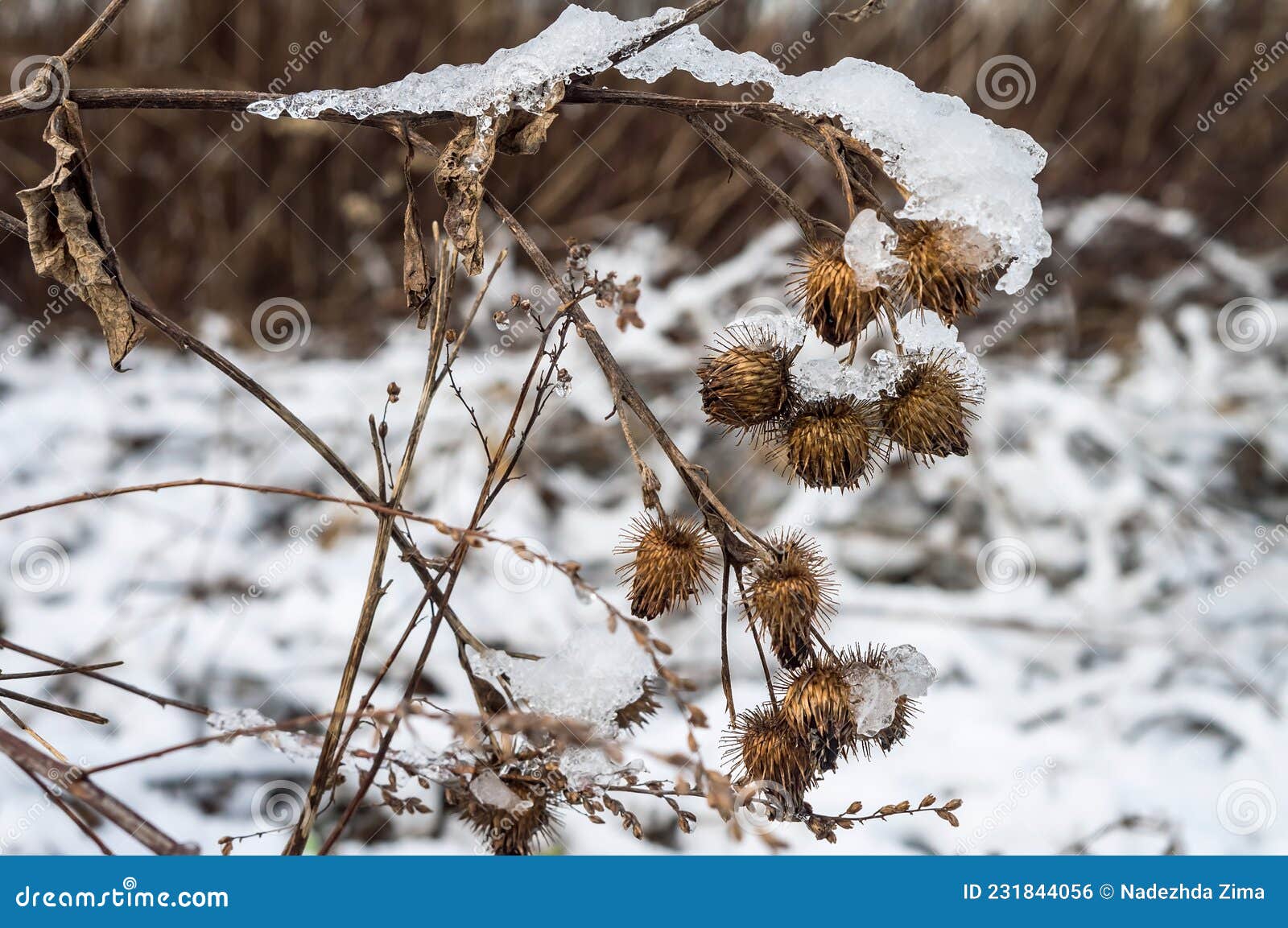 Snow and Ice in the Woods. Melted Snow on the Grass. Frozen Plants