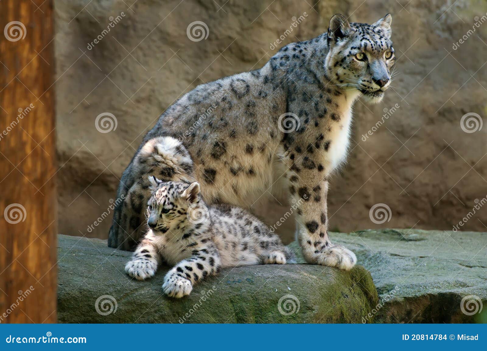 snow leopard