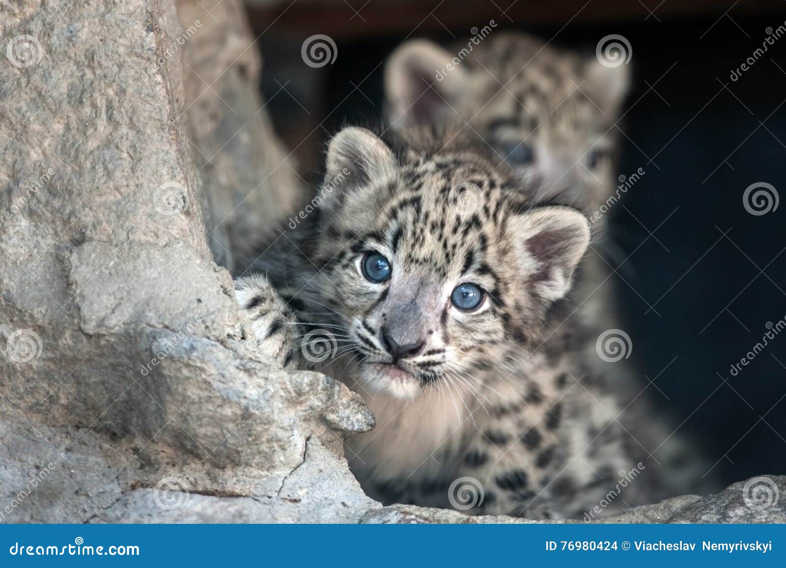 Snow leopard baby stock photo. Image of uncia, furry 76980424