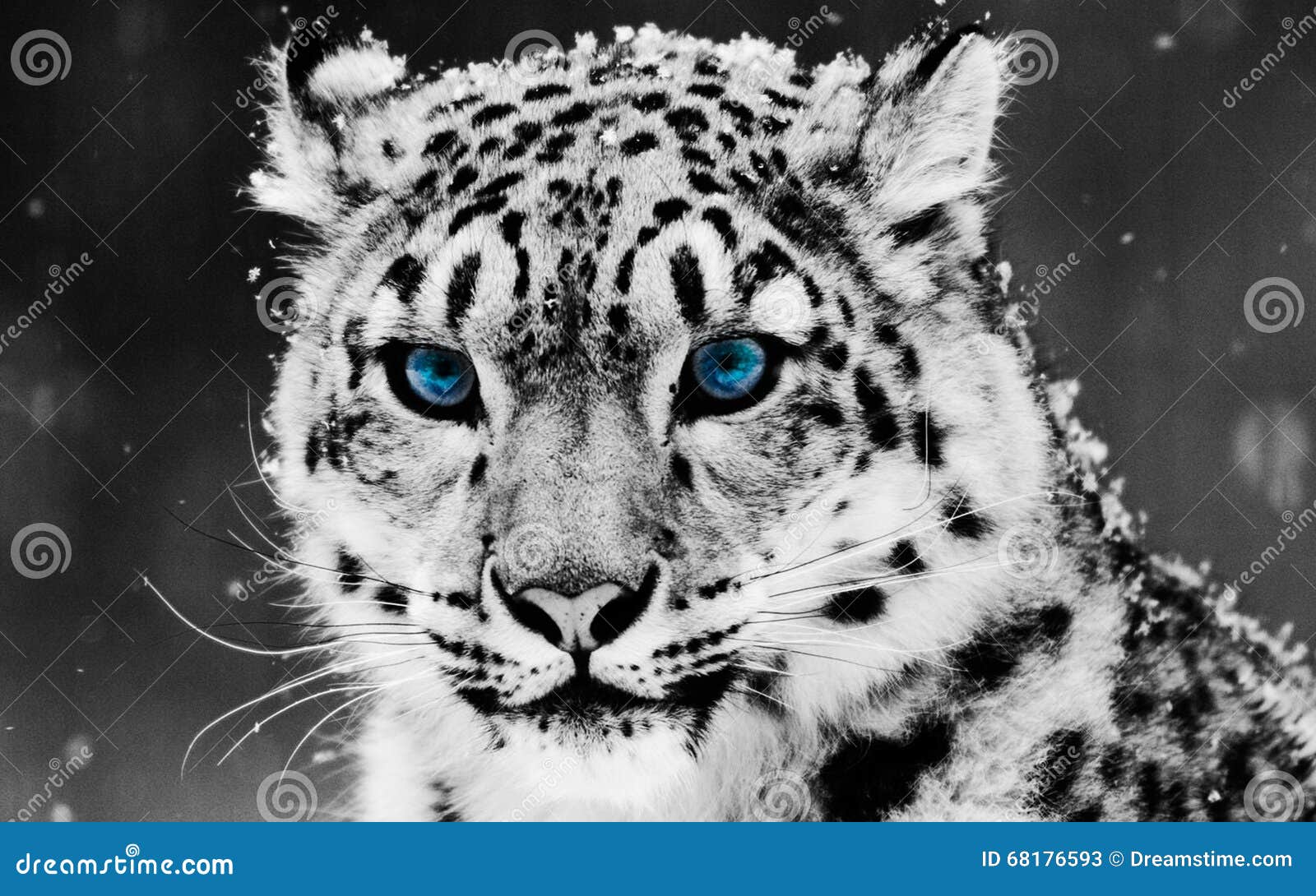 Snow Leopard with Big Beautiful Blue Eyes Stock Image - Image of