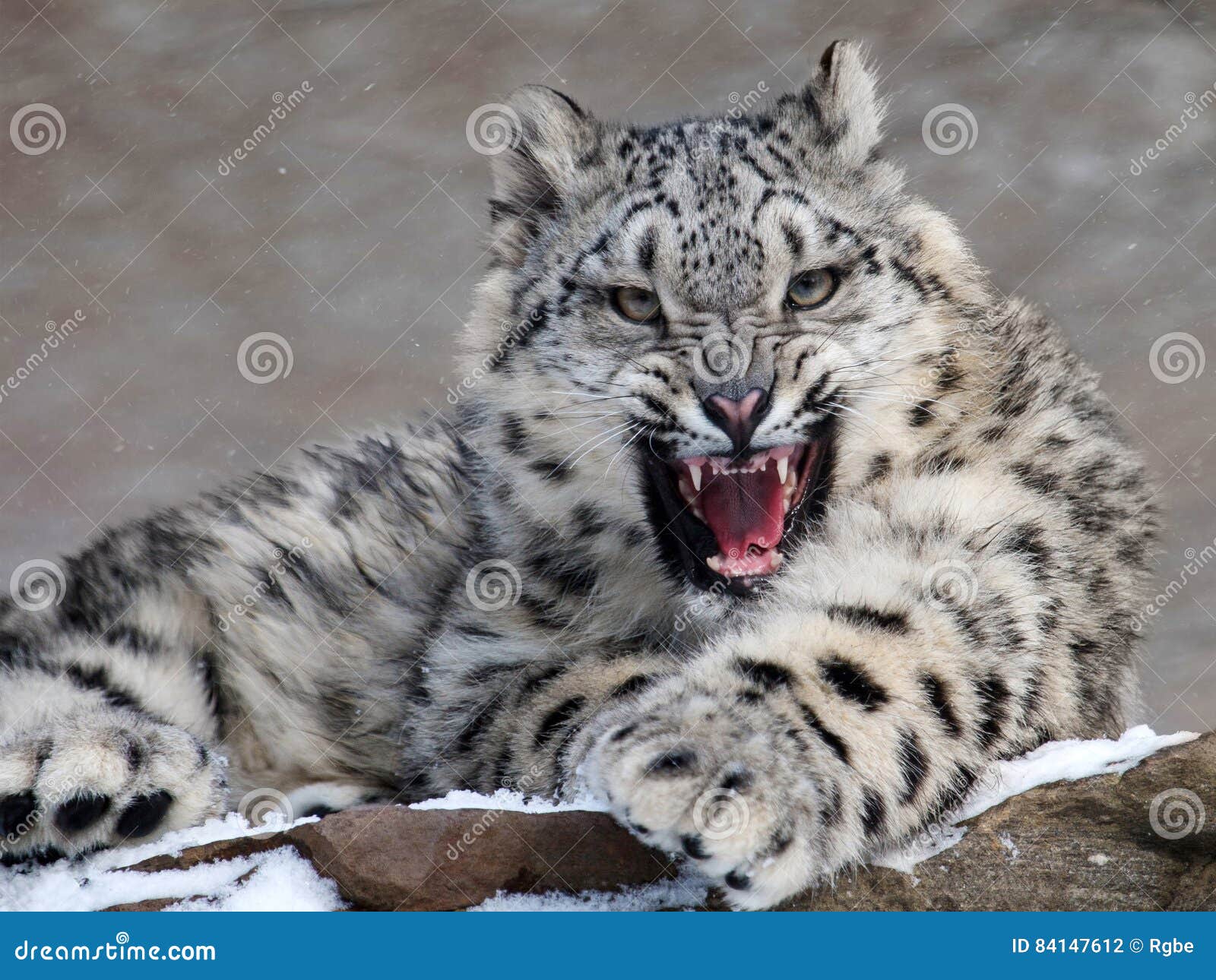 snow leopard