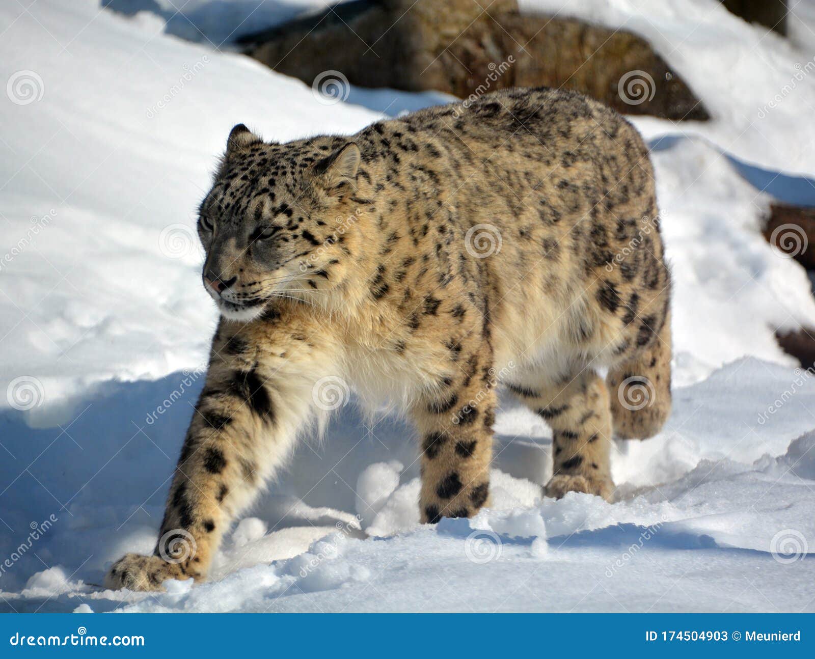 The leopard stock image. Image of iucn, behaviour - 174504903