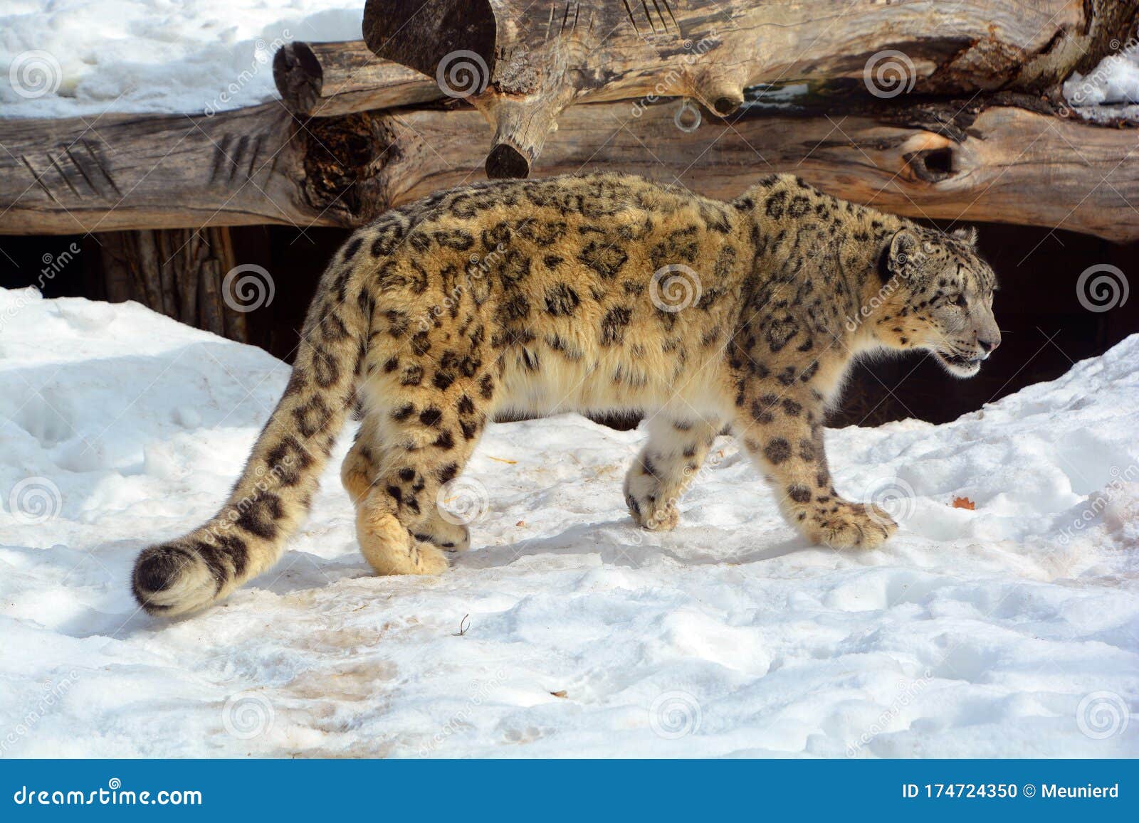 The Snow Leopard is a Large Cat To the Mountain Ranges of and South Asia. Stock Photo - Image of central, male: 174724350