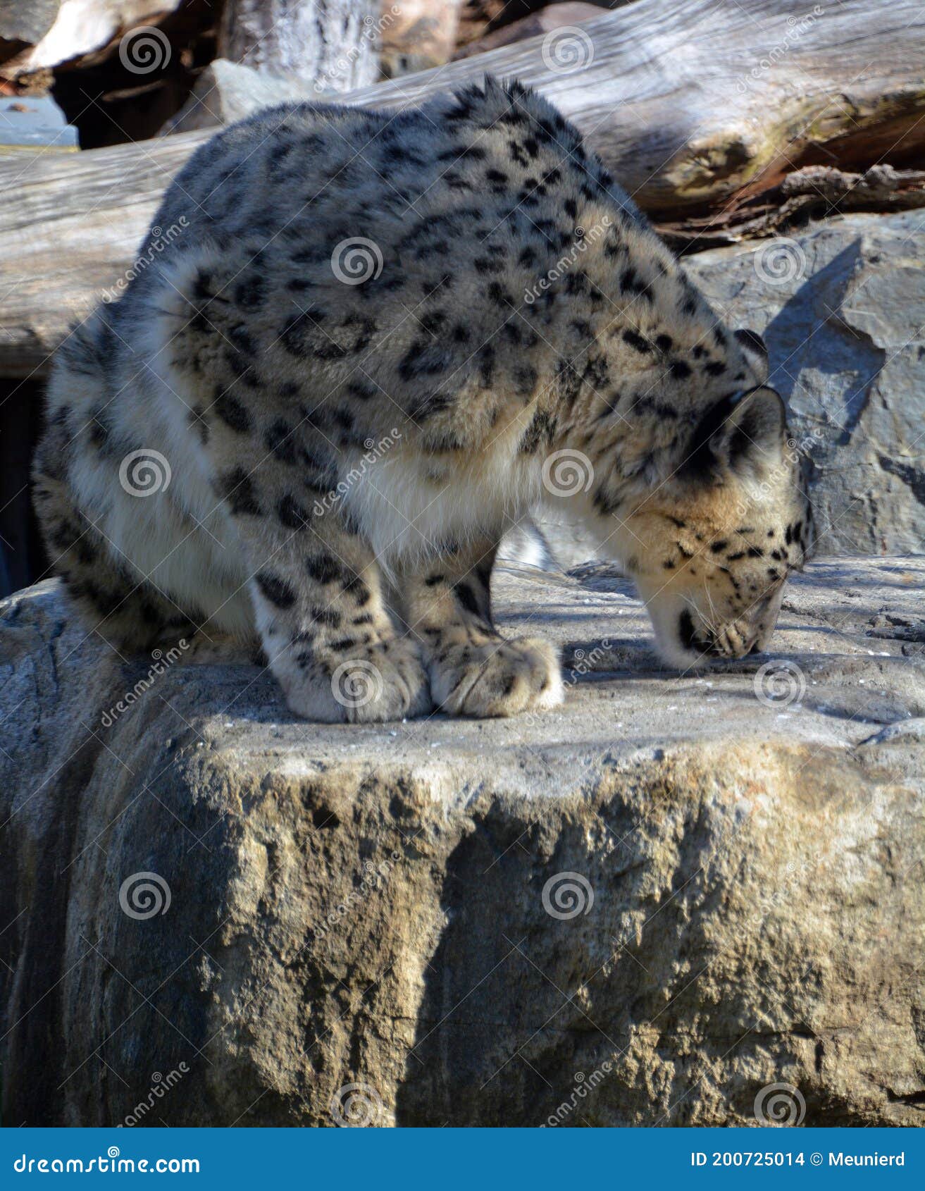 The Snow Leopard is a Large Cat Native To the Mountain Ranges of Central and South Asia. Stock Photo - Image african, ecology: 200725014