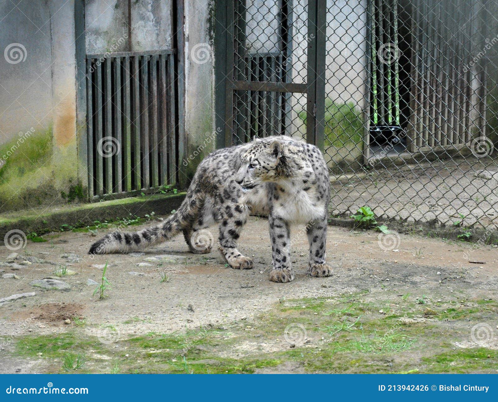 World Endangered Species Going Extinction Stock Photo - Image of malaika,  cage: 213942426