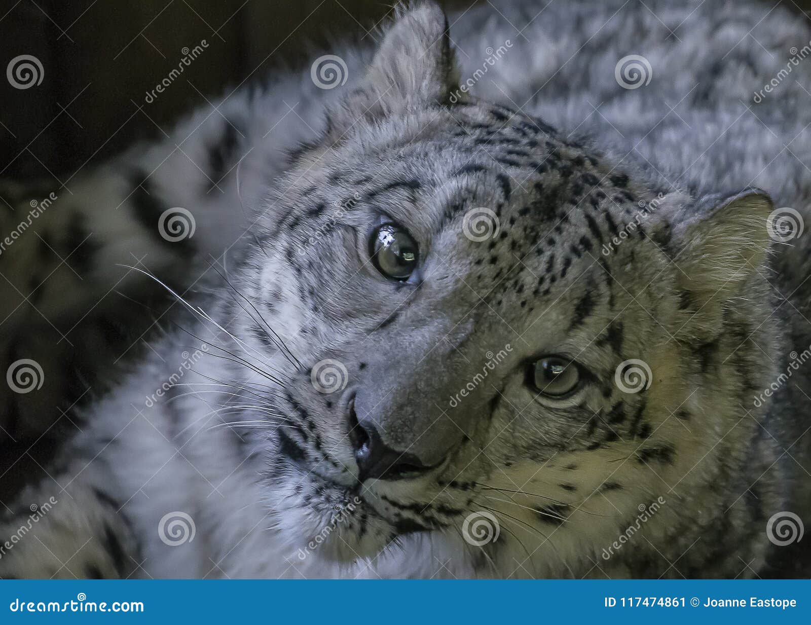 snow leopard in captivity - close up