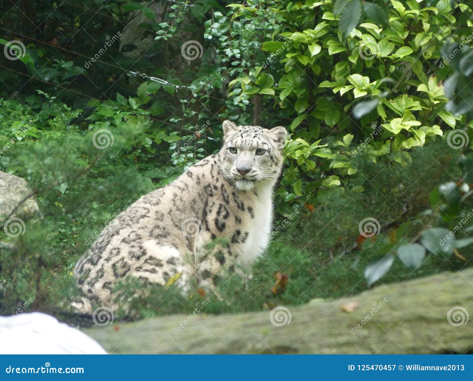 snow leopard parco natura viva italy
