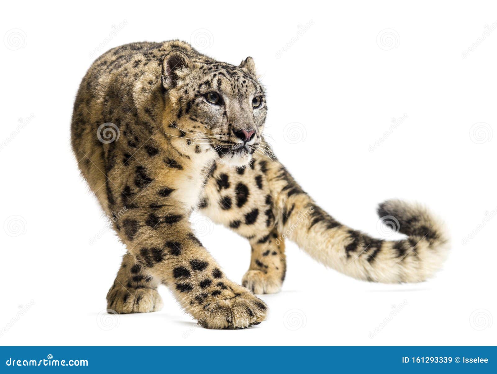 snow leopard, panthera uncia, also known as the ounce