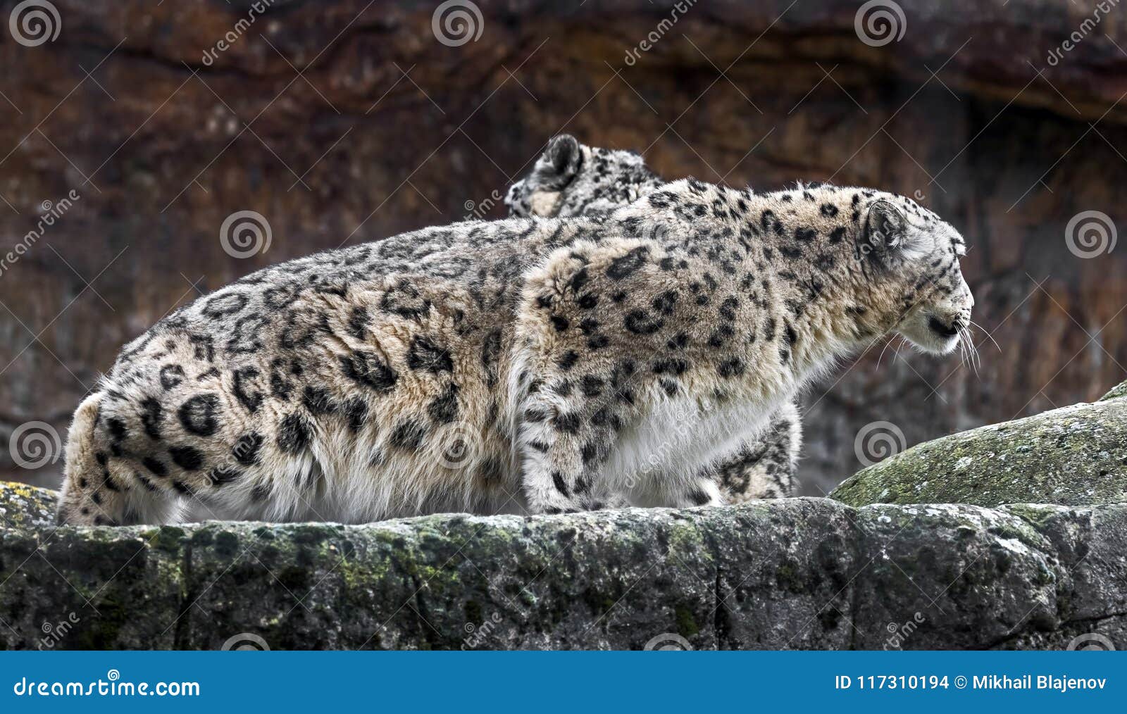 Snow Leopard On The Rock 1 Stock Photo Image Of Carnivore Snow Leopard On The Rock 1 Stock Photo Image Of Carnivore